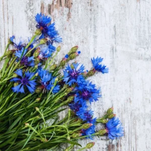 Cornflower Plant 4 Pack Live - Blue Cornflower Flower Plant 3-5 Inches
