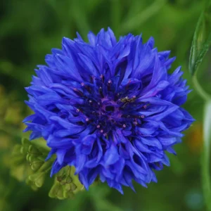 Cornflower Plant 4 Pack Live - Blue Cornflower Flower Plant 3-5 Inches