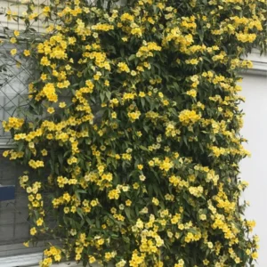 Carolina Jasmine Plant - 3 Inch Pot - Spring Flowering Vine