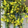 Carolina Jasmine Plant - 3 Inch Pot - Spring Flowering Vine