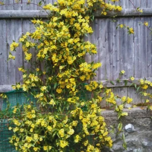 Live Jasmine Plant - 3 Jessamine Plants - Yellow Spring Flowering Vine - 4-6 Inches