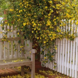 Live Jasmine Plant - 3 Jessamine Plants - Yellow Spring Flowering Vine - 4-6 Inches