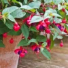 Purple Fuchsia Plant Live - Flowering Plant 3 Inch Indoor Outdoor