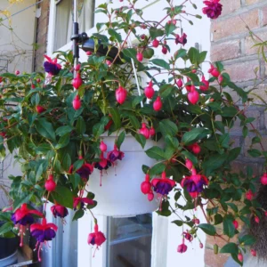 Purple Fuchsia Plant Live - Flowering Plant 3 Inch Indoor Outdoor
