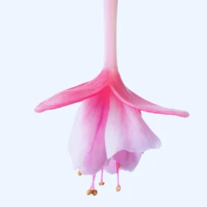 Pink Fuchsia Plant Live Ornamental Flowering Plant 3 Inches Indoor Outdoor