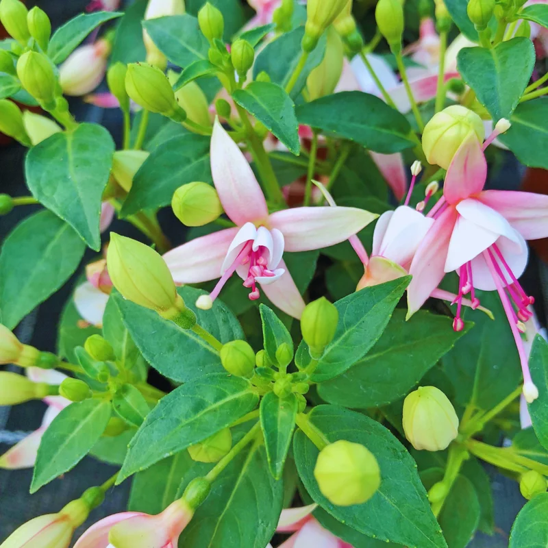 Pink Fuchsia Plant Live Ornamental Flowering Plant 3 Inches Indoor Outdoor