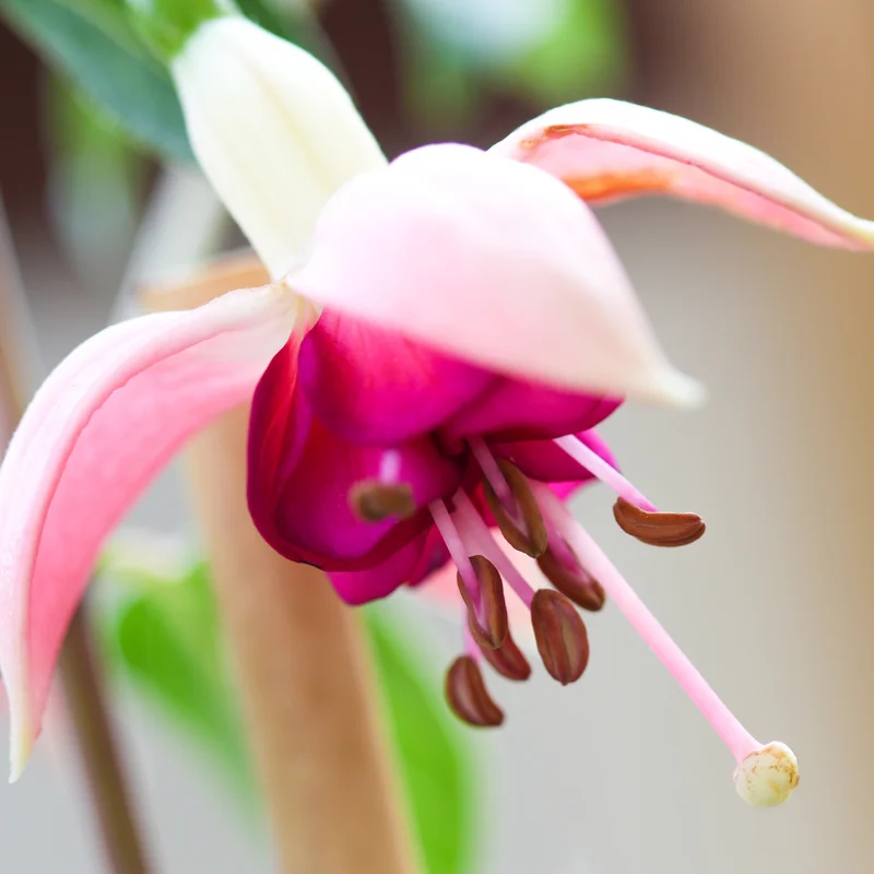 Pink Fuchsia Plant Set 2 - Ornamental Flowering Garden Plant 3-5 Inches