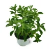 Sweet Leaf Stevia Plant Live Plant 4-5 Inches Potted Herb
