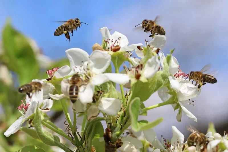 Pear Tree Pollination