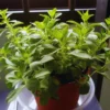 Stevia Mint Herb Plants - Live Sweet Leaf Stevia Plants - 3-5 Inches Tall - Potted Herb