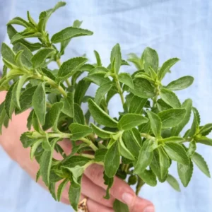 Stevia Mint Herb Plants - Live Sweet Leaf Stevia Plants - 3-5 Inches Tall - Potted Herb