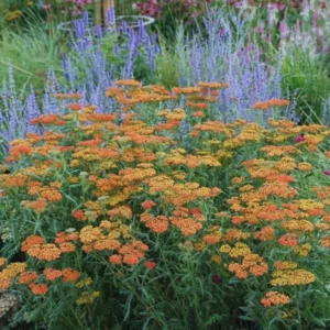 Orange Yarrow Plant Live 3-Inch Pot - Perennial Garden Flower