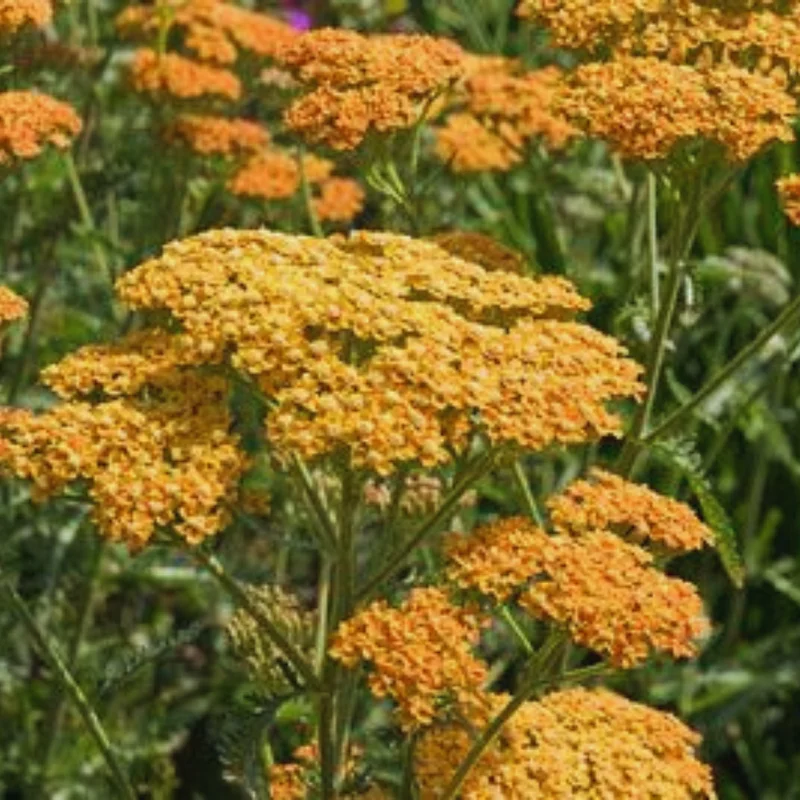 Orange Yarrow Plant 2-Pack Live Perennial Flowers 3-inch Pots Garden
