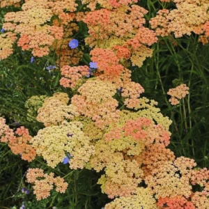 Orange Yarrow Plant 2-Pack Live Perennial Flowers 3-inch Pots Garden