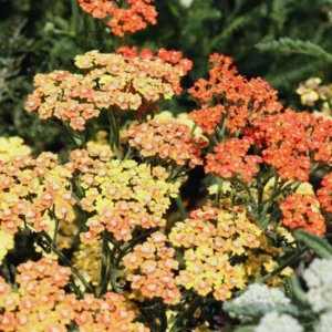 Orange Yarrow Live Plants - 3 Pack, 3 Inch Pots, Perennial Flower