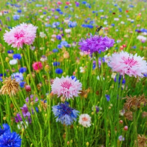 Purple Cornflower Plant Live, 3-5 Inch, Garden Flower