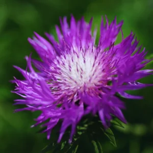 Purple Cornflower Live Plant Set of 2, 3-5 Inches, Easy to Plant