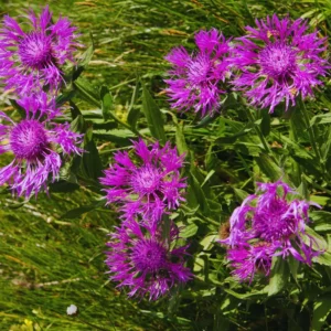 Purple Cornflower Live Plant Set of 2, 3-5 Inches, Easy to Plant