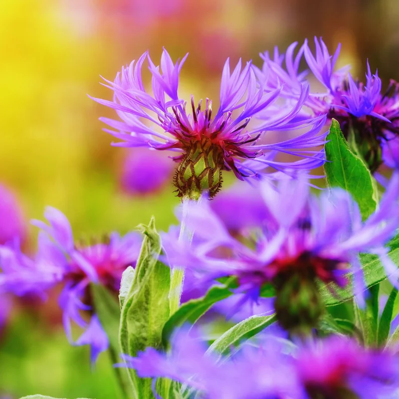 Cornflower Plant 4 Pack Live - Purple Flowers 3-5 Inches Tall
