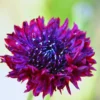 Black Cornflower Plant Live - 3-5 Inch Gardening Flower