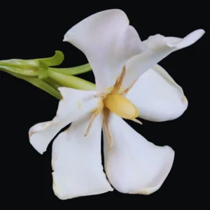 Jasmine Vine Bush Plant - Gardenia Jasminoides Live Plant 8-10 Inches