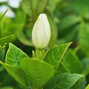 Jasmine Vine Bush Plant - Gardenia Jasminoides Live Plant - 4 Inch Pot - Outdoor Indoor