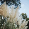 White Pampas Grass Live Plant - 2 Inch Potted Ornamental Grasses