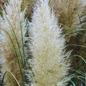 Pampas Grass Plants - 2 Potted White Ornamental Grass Clumps