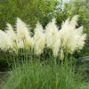 Pampas Grass Plants - 2 Potted White Ornamental Grass Clumps
