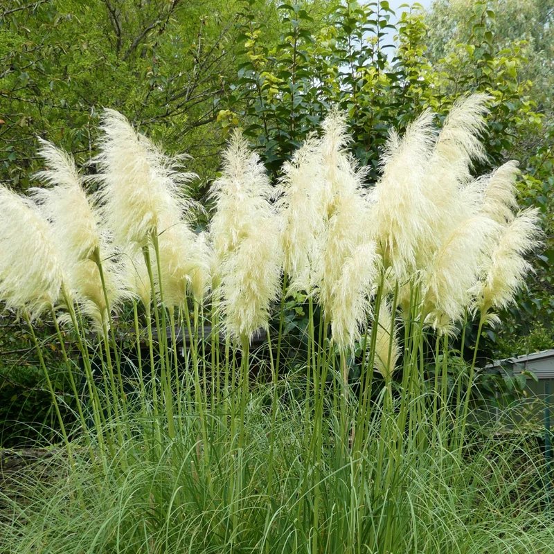Pampas Grass Plants - 2 Potted White Ornamental Grass Clumps