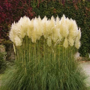 Pampas Grass Plants - 2 Potted White Ornamental Grass Clumps