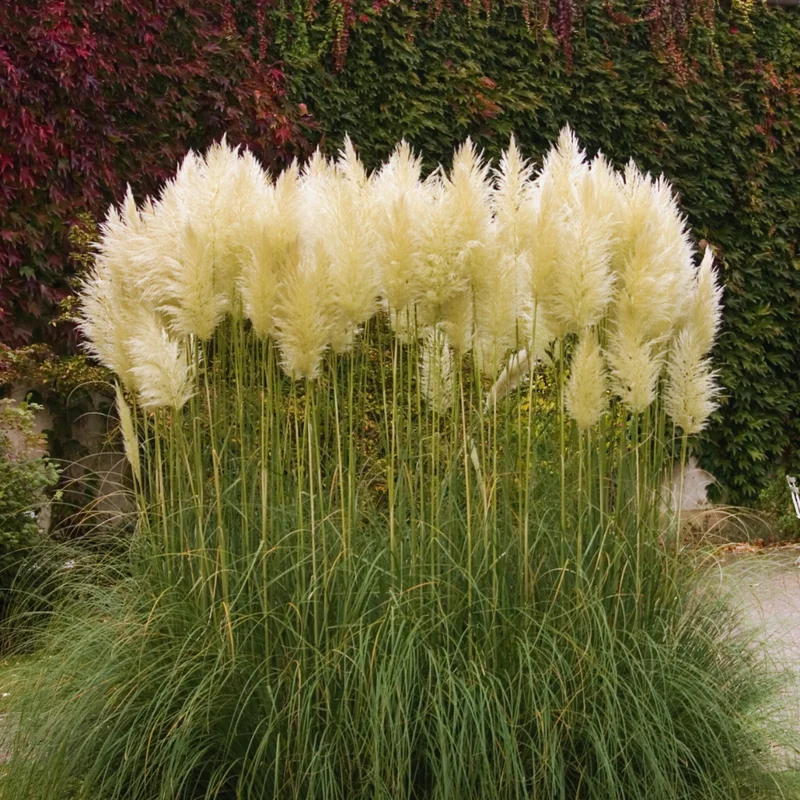 Pampas Grass Plants - 2 Potted White Ornamental Grass Clumps
