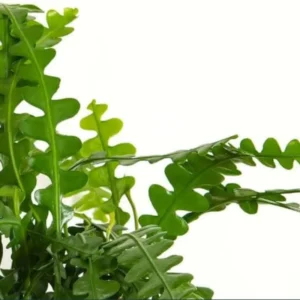 Epiphyllum Anguliger Plant - Zig Zag Cactus, Fishbone Cactus 2 Inch Pot