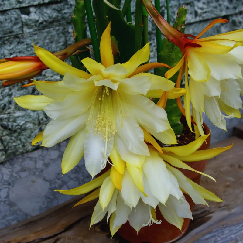Epiphyllum Anguliger Plant - Zig Zag Cactus, Fishbone Cactus 2 Inch Pot