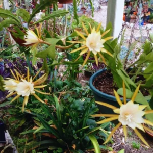 Epiphyllum Anguliger Plant Live - Zig Zag Cactus 6 Inch Pot - Fishbone Ric Rac Succulent