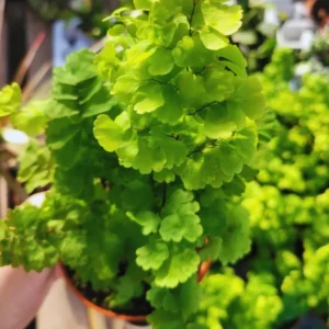 Maidenhair Fern Plants Pot - 2 Inch Potted Fern Live Plants - 3 Bundles