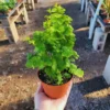 Maidenhair Fern Plants Pot - 2 Inch Potted Fern Live Plants - 3 Bundles