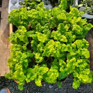 Maidenhair Fern Plants 6 Bundles - Live Fern Plants 2 Inch Potted