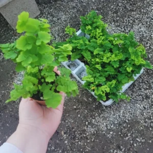 Maidenhair Fern Plants Pot Bundles - Live Fern Plants For Growing - 2 Inch Pot