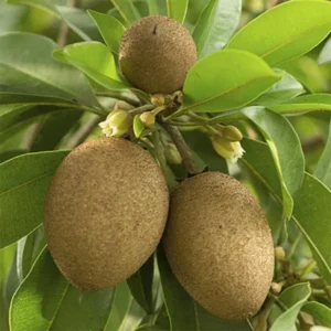 Sapote Plant Live: 6-10 Inch Sapodilla Tree Tropical Fruit Seedling
