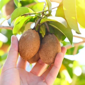 Sapote Plant Live Sapodilla Fruit Tree - 14-16 Inch Tall for Planting