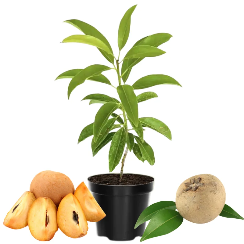 Sapote Plant Live Sapodilla Fruit Tree - 14-16 Inch Tall for Planting