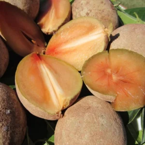 Sapodilla Tree Live Plant - 2 Year Old Tropical Fruit Sapote Seedling