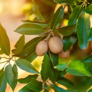 Sapote Seeds 5 Pcs - Tropical Sapodilla Seeds for Planting