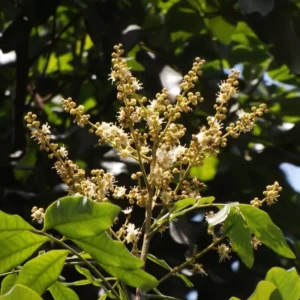 Longan Plant Live - Tropical Fruit Tree in Pot 7-12 Inch