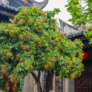 Live Longan Fruit Tree - 12-16 Inch Sweet Longan Plant Live - Well-Rooted