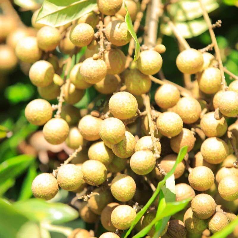 Longan Plant Live - Sweet Longan Fruit Tree 7-12 Inch Tall in Pot