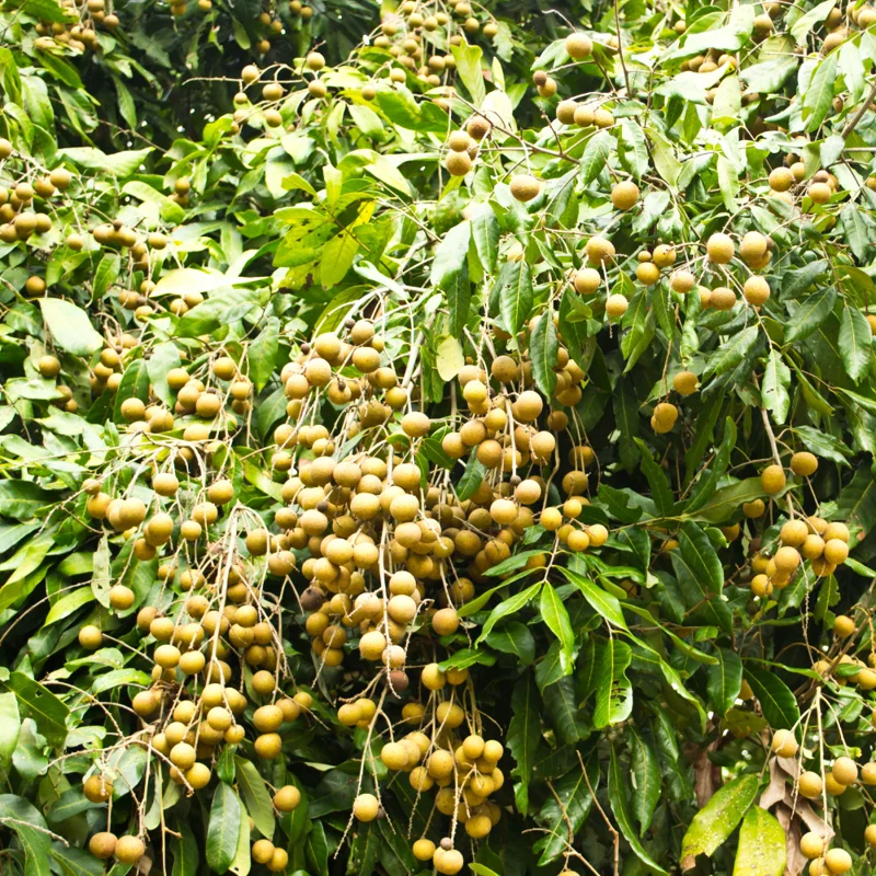 Longan Plant Live - Sweet Longan Fruit Tree 7-12 Inch Tall in Pot