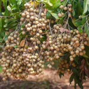 Longan Plant Live - Sweet Longan Fruit Tree 7-12 Inch Tall in Pot
