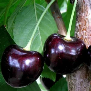 Black Cherry Fruit Seeds - 15 Seeds for Planting Sweet Cherries Outdoor